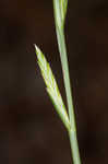 Italian ryegrass